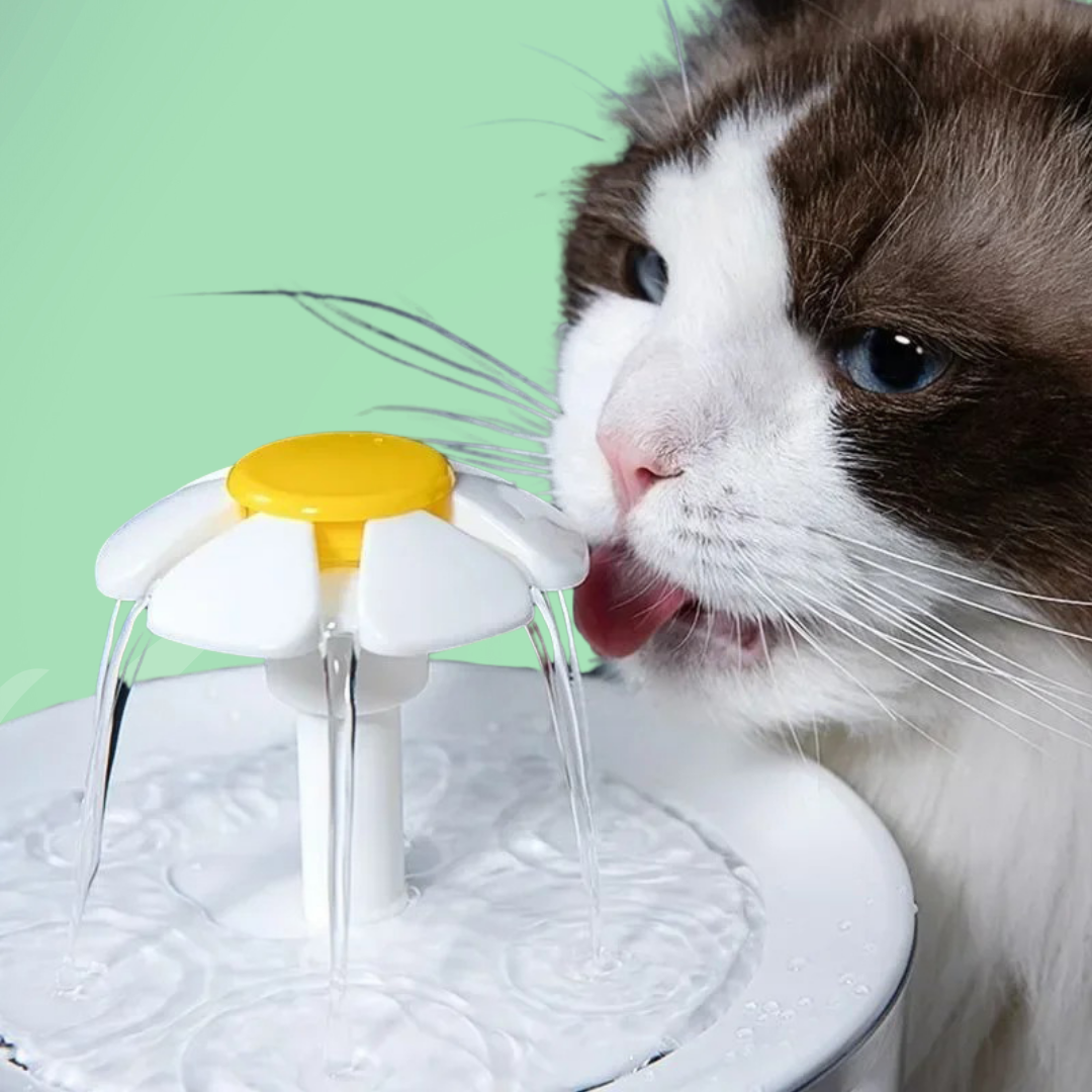 Wasserbrunnen für Katzen — Ständige Hydration und immer frisches Wasser 