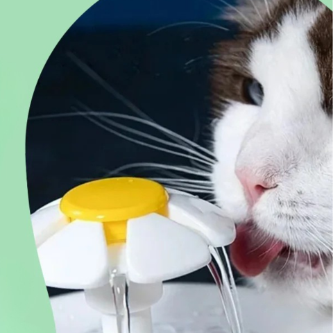 Vannfontene for katt — Kontinuerlig hydrering og alltid friskt vann 